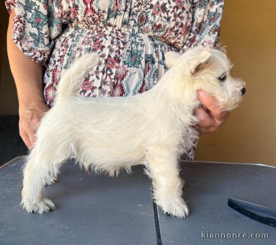Chiots West Highland White Terrier a donner