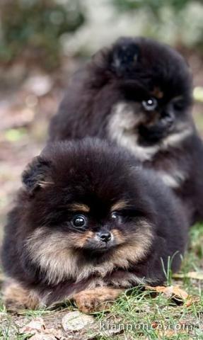 Adorable chiot spitz allemand pour compagnie 