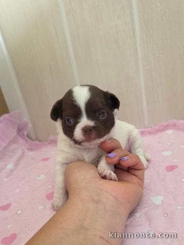 Adoption chiot chihuahua disponible 