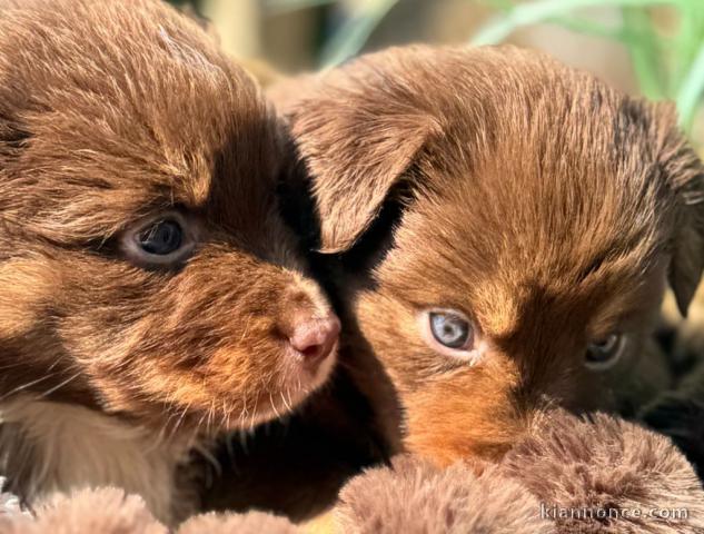 Adoption chiot berger australien 