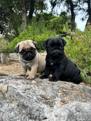 Chiots type carlin disponible 