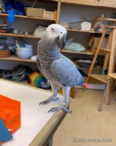 Perroquet gris du Gabon mâle a donner 