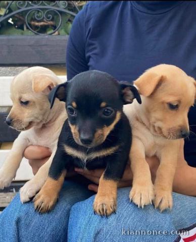 Adoption chiot chihuahua 