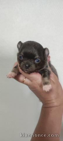 Je donne chiot chihuahua 