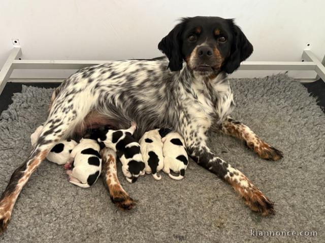 Bébé chiot épagneul breton disponible 