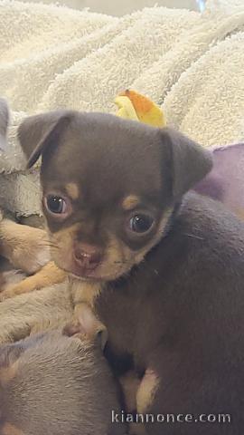 Chiots chihuahua disponible 