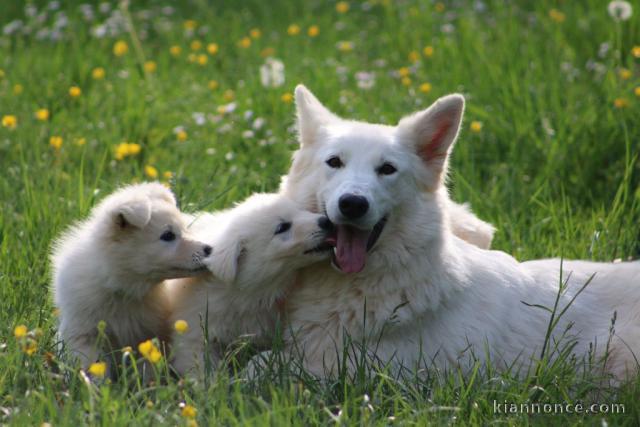 chiots berger blanc suisse à vendre 