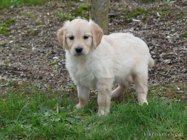 Chiots golden retriever 