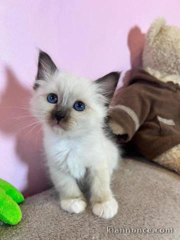 Bébé chaton sacré brimanie disponible 