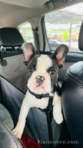 chiot bouledogue français à donner 