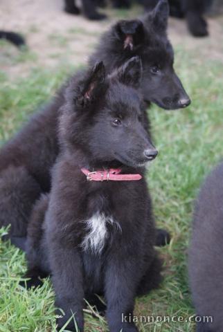 chiots belge belge à donner 