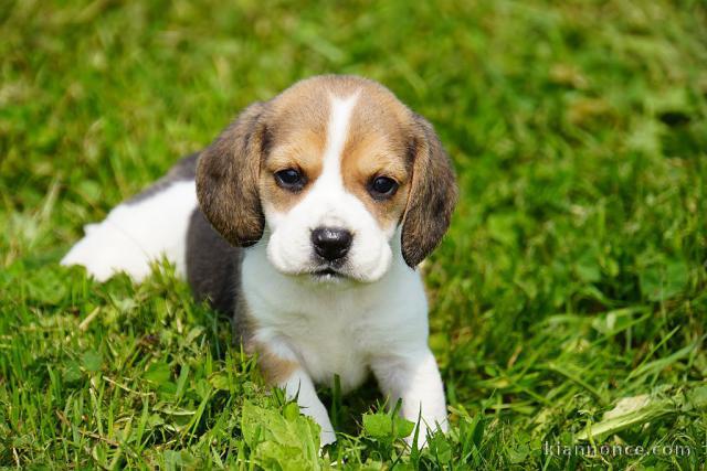 Bébé chiot beagle disponible 