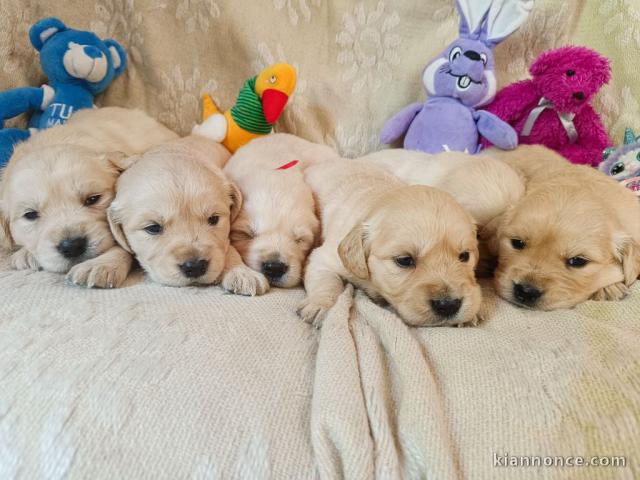 Chiots golden retriever a donner 