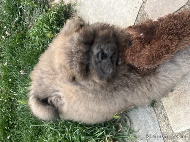 Je donne chiot chow-chow disponible 