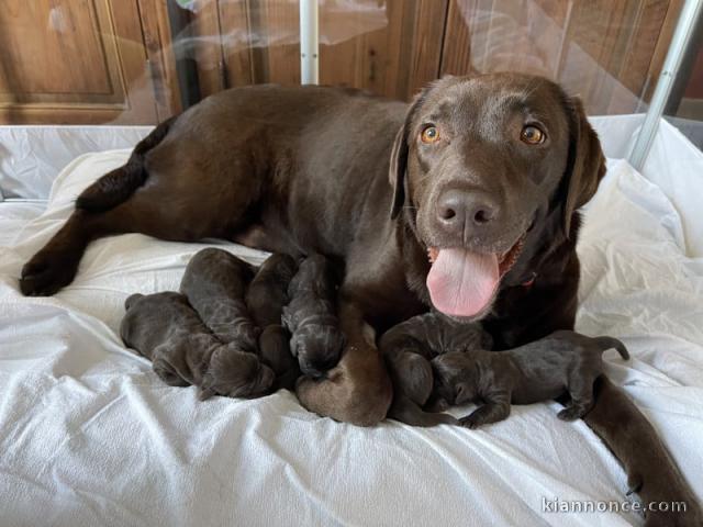 Chiots labrador retriever pour adopter 