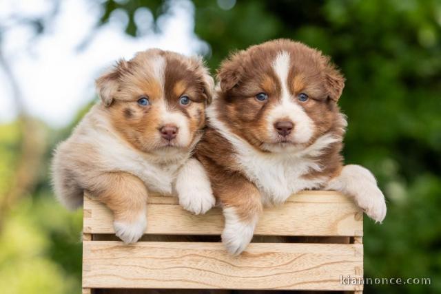 Je donne chiot berger australien 