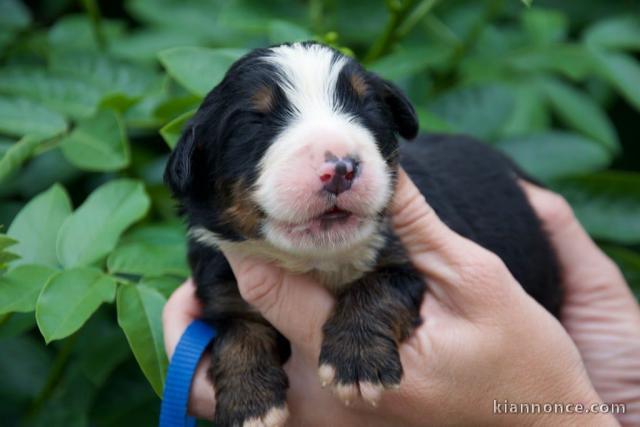 Bébé chiot bouvier bernois à donner 