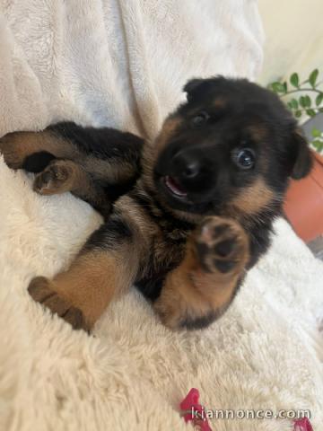 Adoption chiot berger allemand 