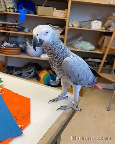 Perroquet gris du Gabon à donner 