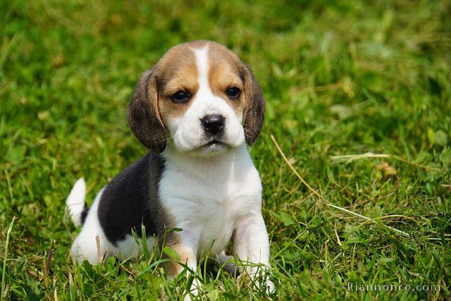 Bébé chiot beagle disponible 