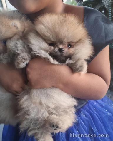 Chiots spitz nain disponible 