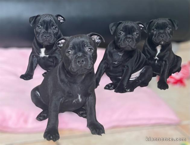 Adorable chiot staff disponible 