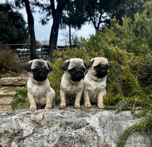 Je donne chiot type carlin disponible 