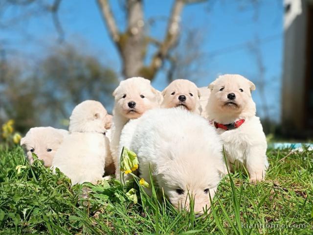 Chien berger blanc suisse disponible 