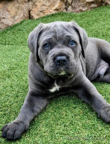 chiot Cane corso à donner 