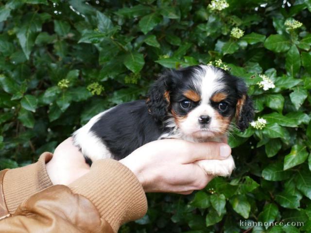 Je donne chiot cavalier king charle disponible 