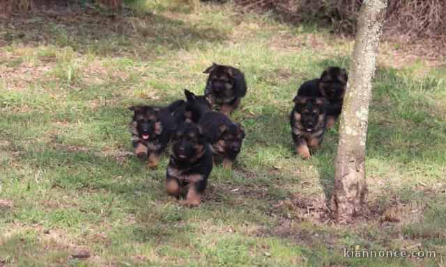 Adoption chiot berger allemand 
