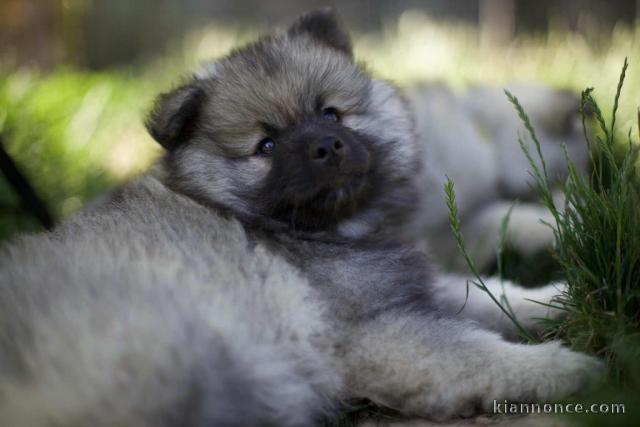 chiots spitz nain Poméranie 