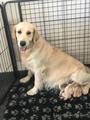 Chiots golden retriever a donner 