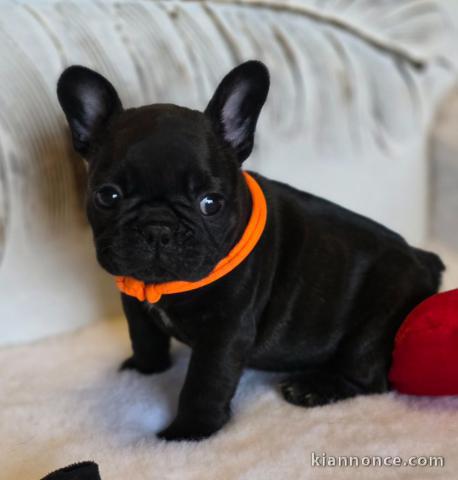 Chiots bouledogue français à donner 