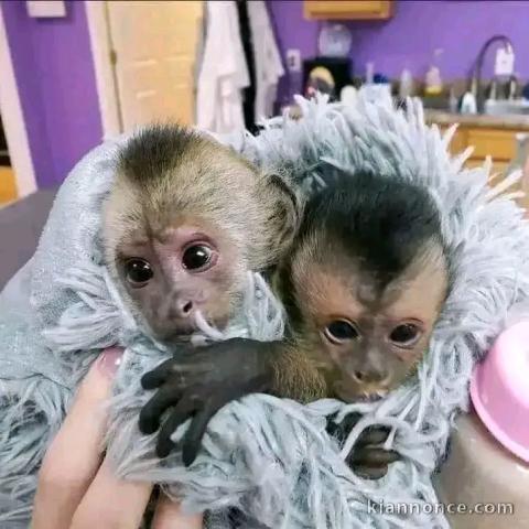 Singe capucin à donner mâle et femelle 