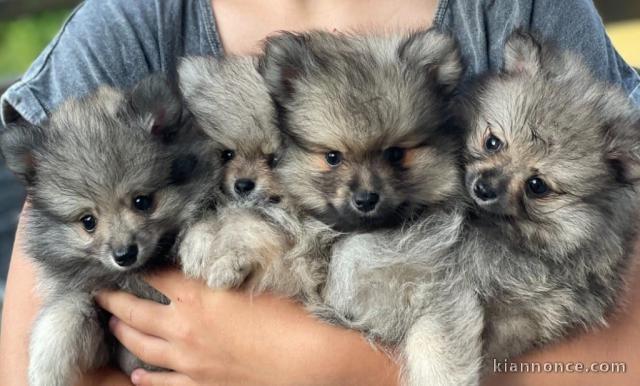Chiots spitz allemand à adopter 