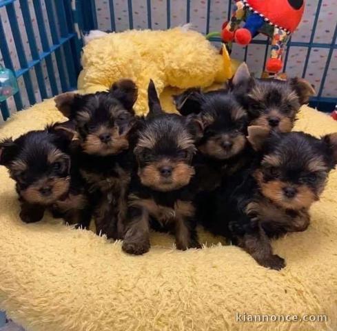 Adoption chiot York disponible 