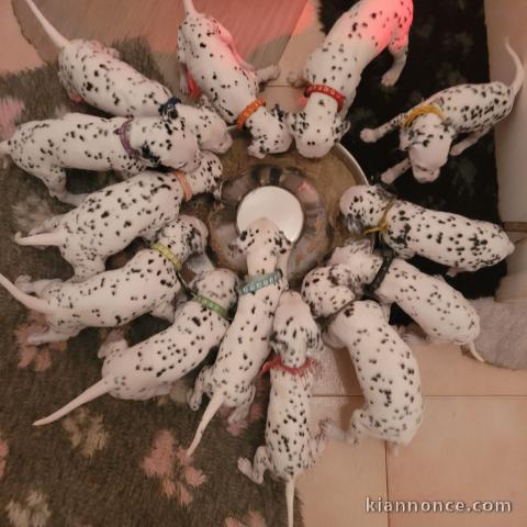 chiots dalmatien à donner 
