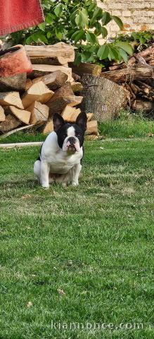 Dons chiot bouledogue français mâle 