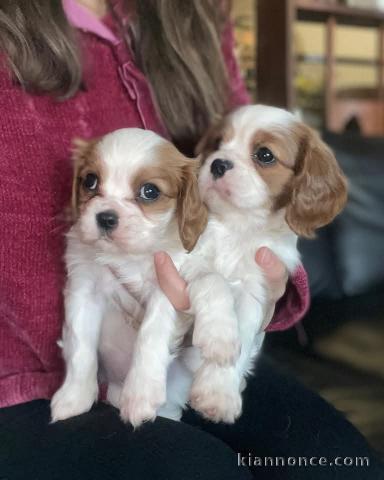 Dons chiot cavalier king charle femelle magnifique 