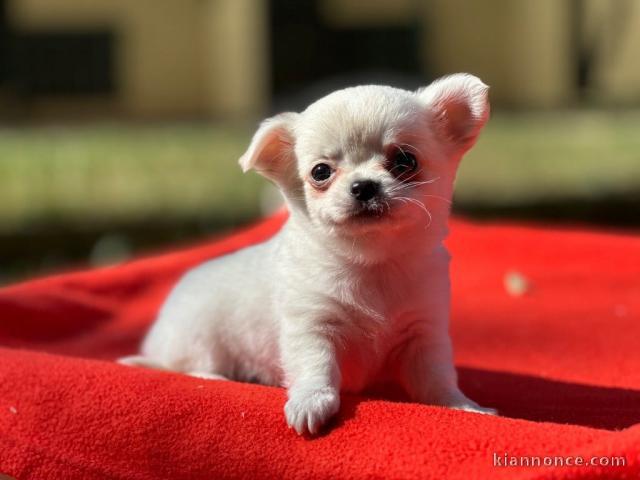 Chiots chihuahua à vendre 