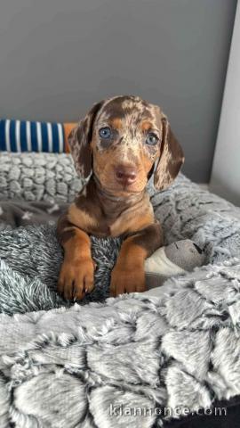 Adoption chiot teckel a donner 