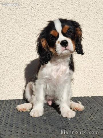 Chiots cavalier king charle disponible 