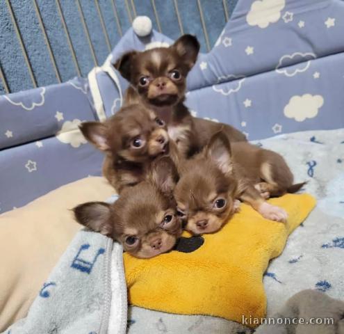 Dons chiot chihuahua magnifique 