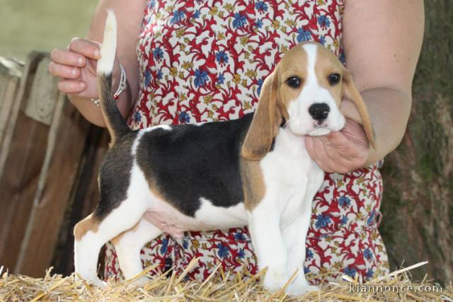 Bébé chiot beagle disponible 