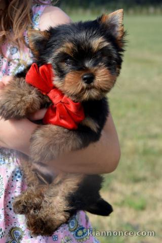 chiots Yorkshire mâle a donner 
