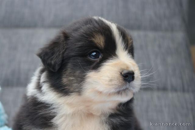 Chiots berger australien disponible 