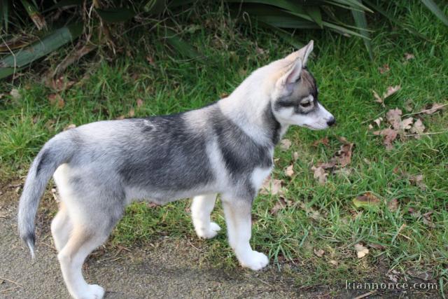 à donner chiot sibérien husky femelle 