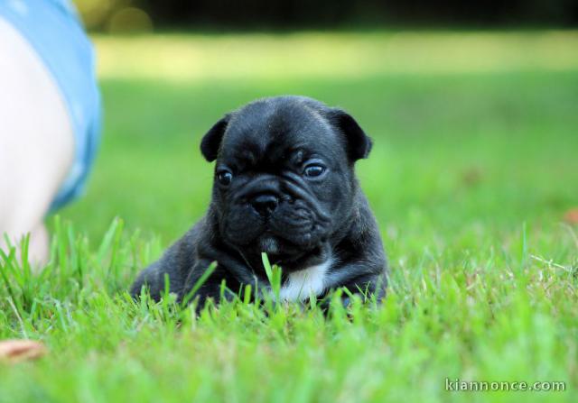 à partir chiot bouledogue français 