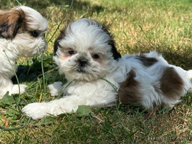 Dons chiot Shih Tzu disponible 